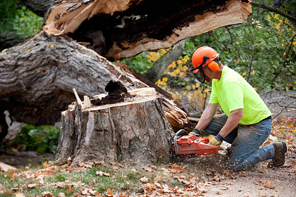 Best Tree Mulching  in Sissonville, WV